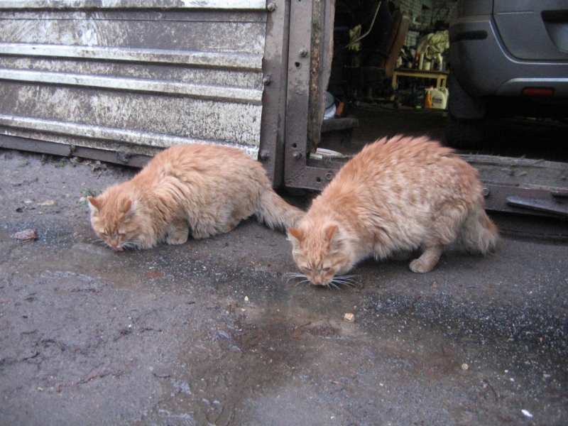 Кошки в нашей жизни. Кошки и все, что с ними связано.