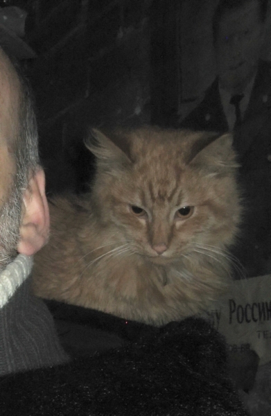 Кошки в нашей жизни. Кошки и все, что с ними связано.