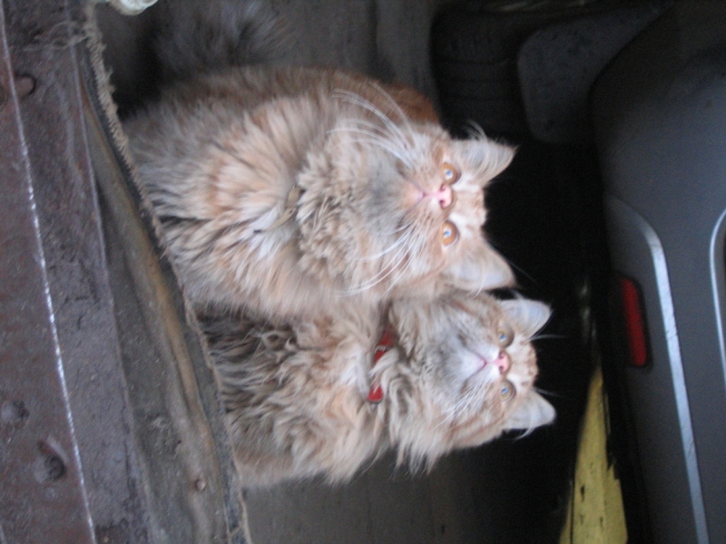 Поговорим о кошках36