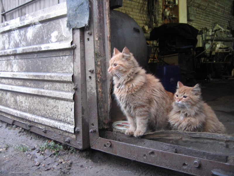 Кошки в нашей жизни. Кошки и все, что с ними связано.