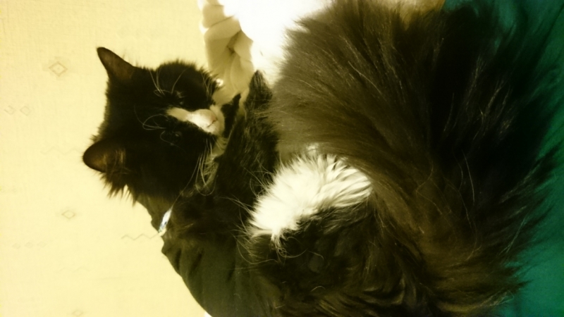 Поговорим о кошках36