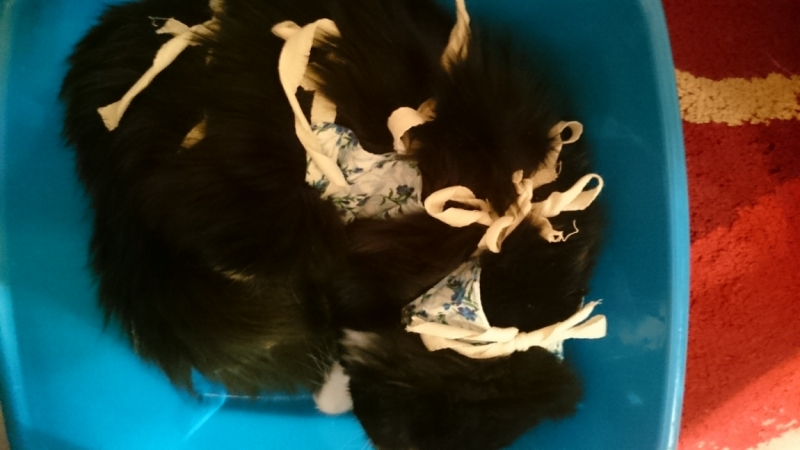 Поговорим о кошках36