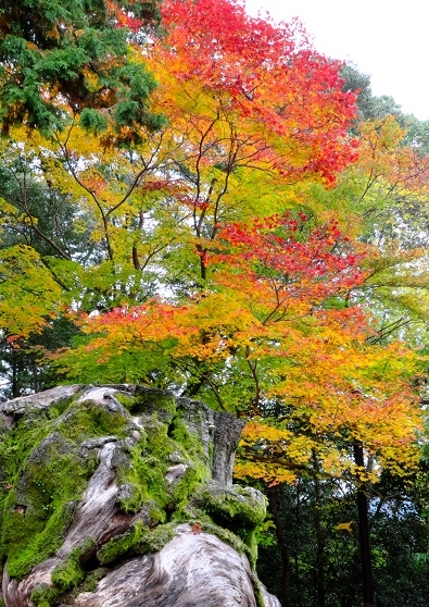 Лучшие достопримечательности Японии в сезон момидзи: Tokyo-Nagoya(Obara,Korankei)-Kyoto-Nara-Osaka