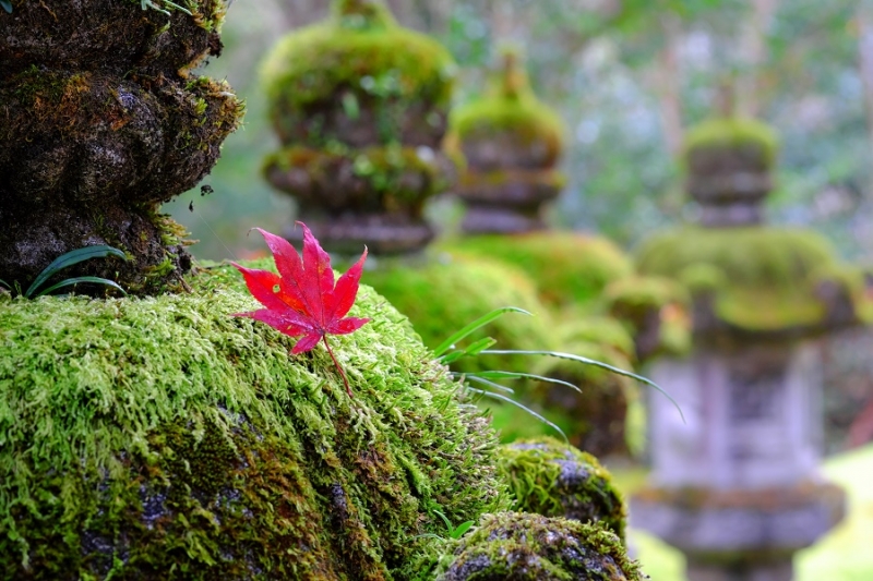 Лучшие достопримечательности Японии в сезон момидзи: Tokyo-Nagoya(Obara,Korankei)-Kyoto-Nara-Osaka