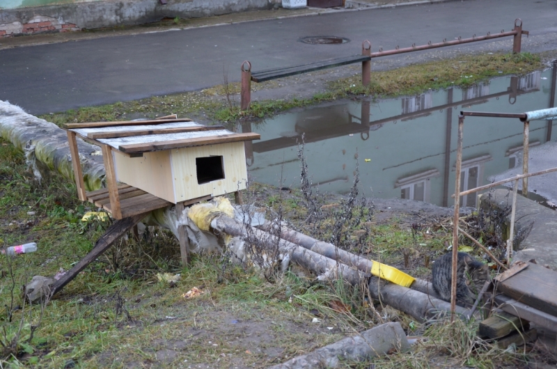 Поговорим о кошках36