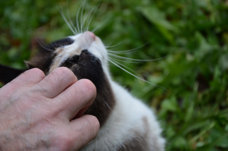 Поговорим о кошках36