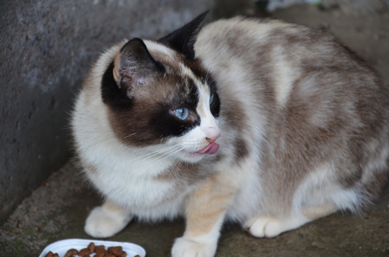 Поговорим о кошках36