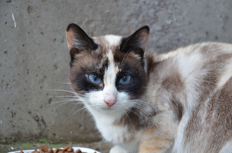 Поговорим о кошках36