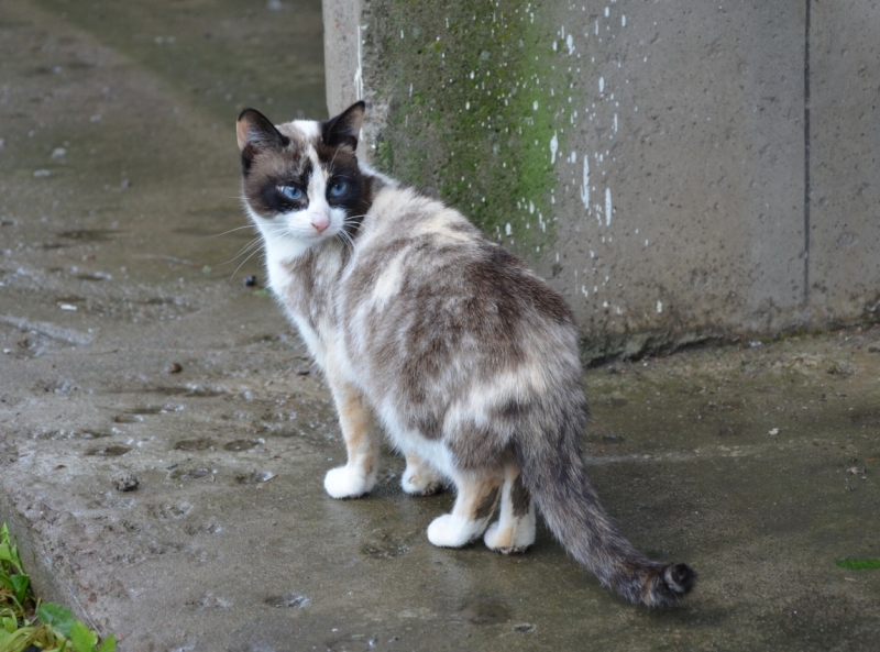 Поговорим о кошках36