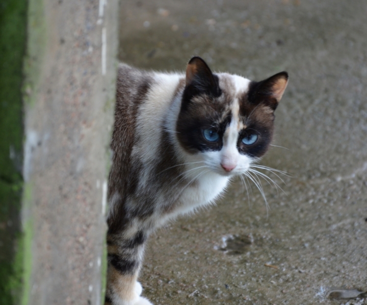 Поговорим о кошках36