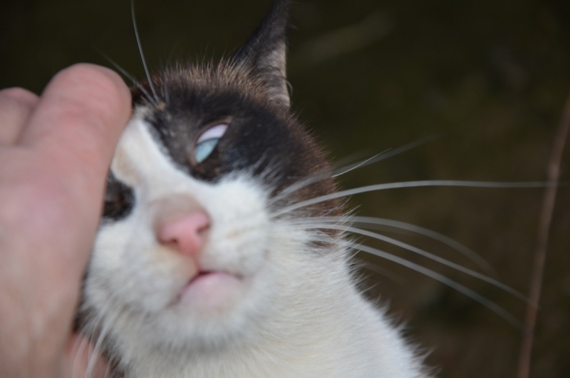 Поговорим о кошках36