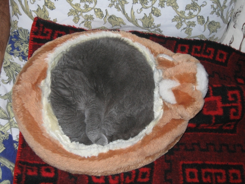 Поговорим о кошках36