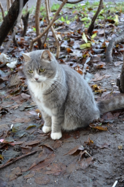 Поговорим о кошках36