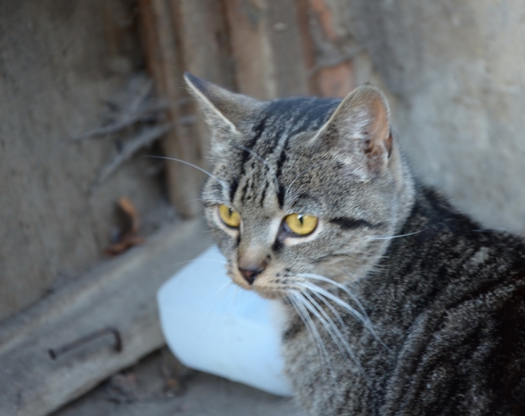 Поговорим о кошках36