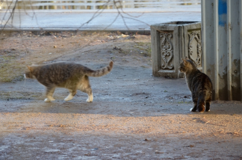 Поговорим о кошках36