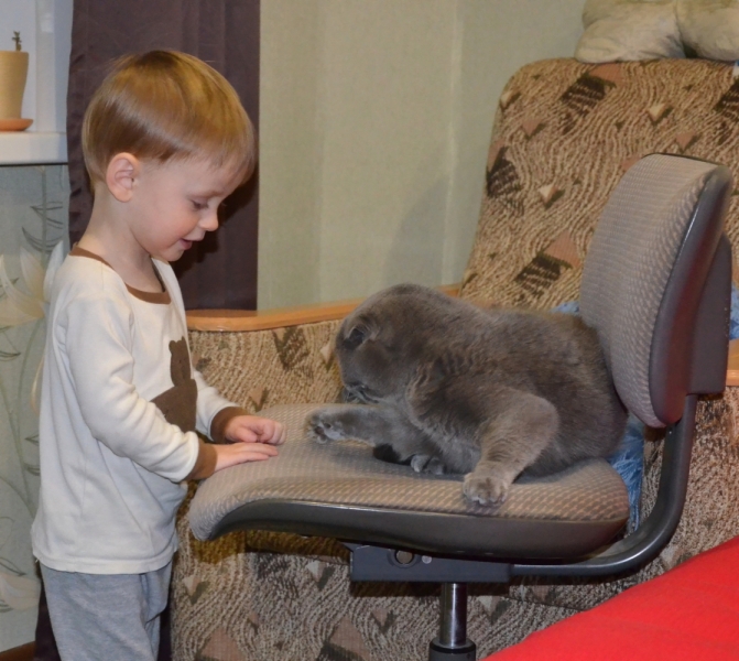 Поговорим о кошках36