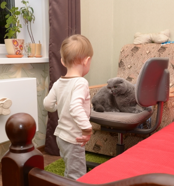 Поговорим о кошках36