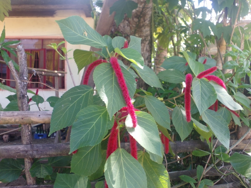 Legazpi-Catanduanes-Caramoan