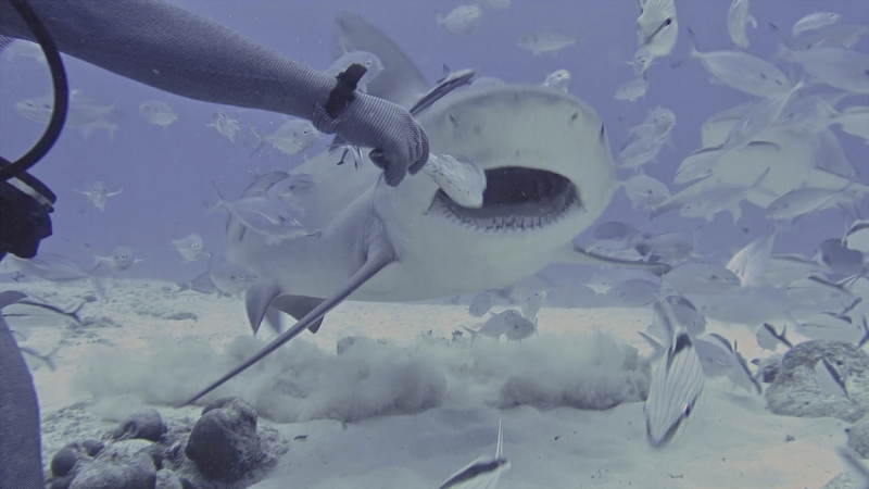 bull sharks