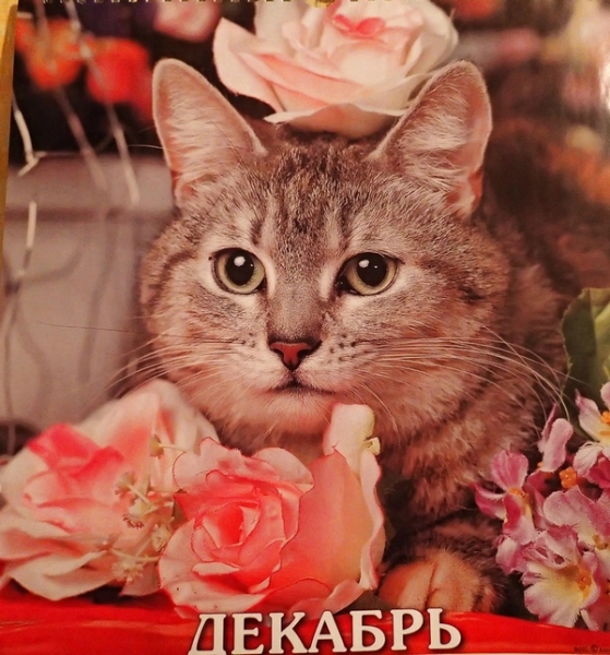 Поговорим о кошках36