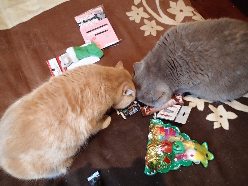 Поговорим о кошках36