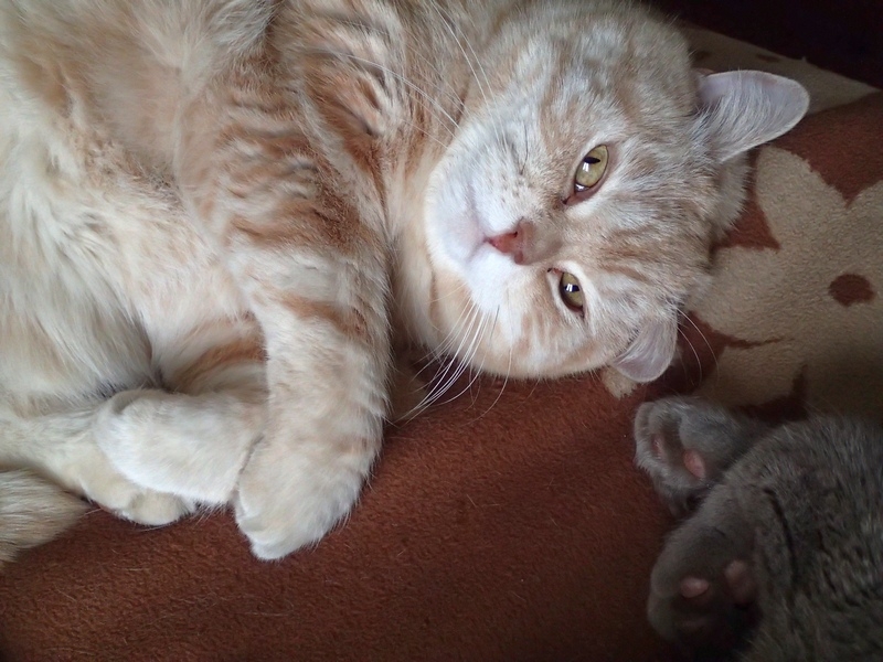 Поговорим о кошках36