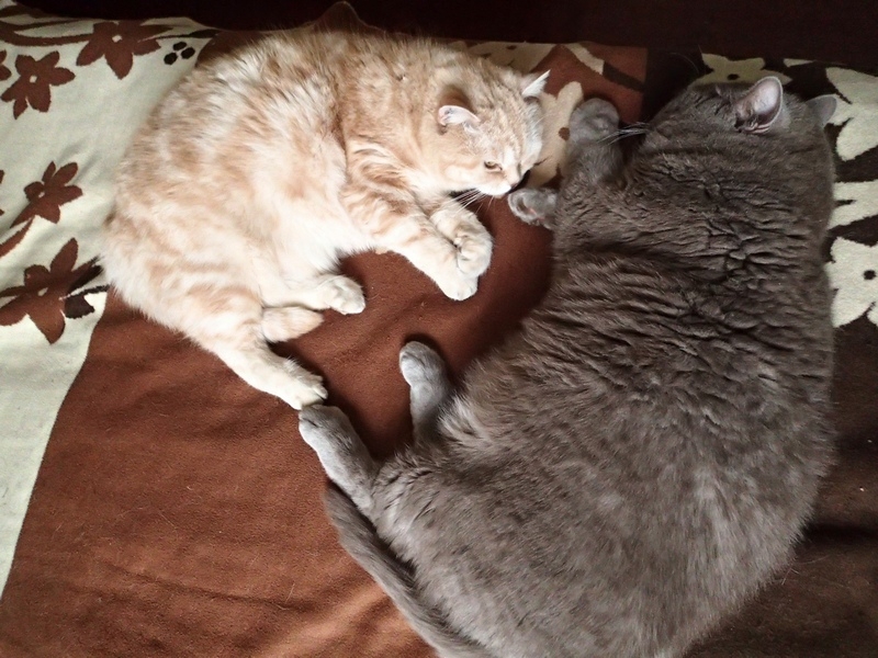 Поговорим о кошках36