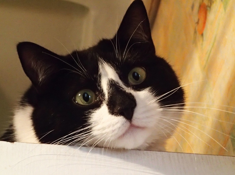 Поговорим о кошках36