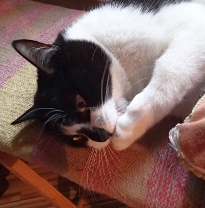 Поговорим о кошках36