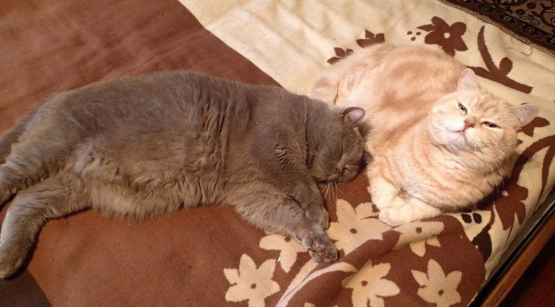 Поговорим о кошках36