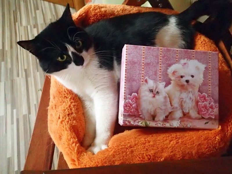 Поговорим о кошках36