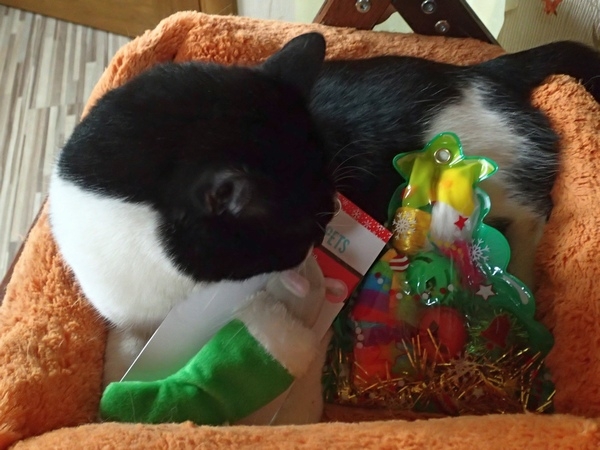 Поговорим о кошках36