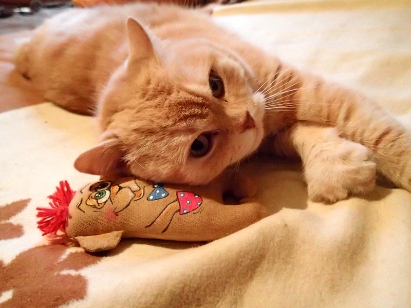 Поговорим о кошках36