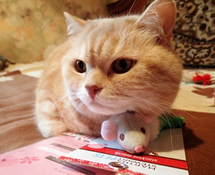 Поговорим о кошках36