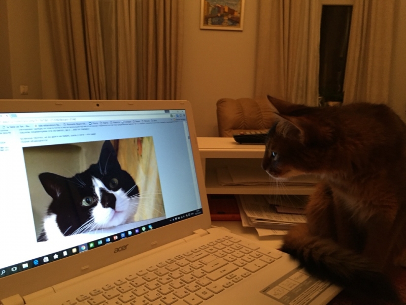 Поговорим о кошках36