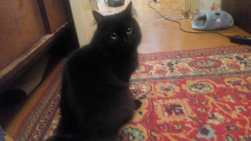 Поговорим о кошках36