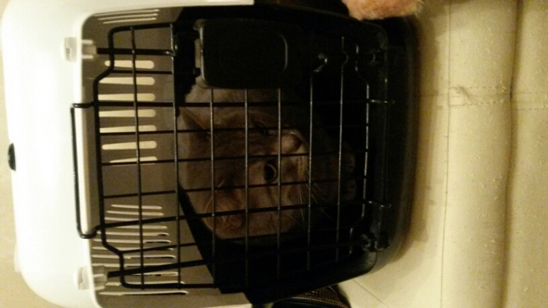 Поговорим о кошках36