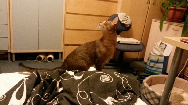 Поговорим о кошках36