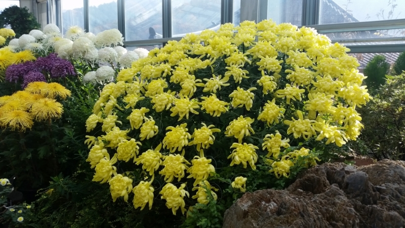 Южная Корея. Чеджу-Пусан-Кёнджу-Сеул 26 октября- 8 ноября 2015