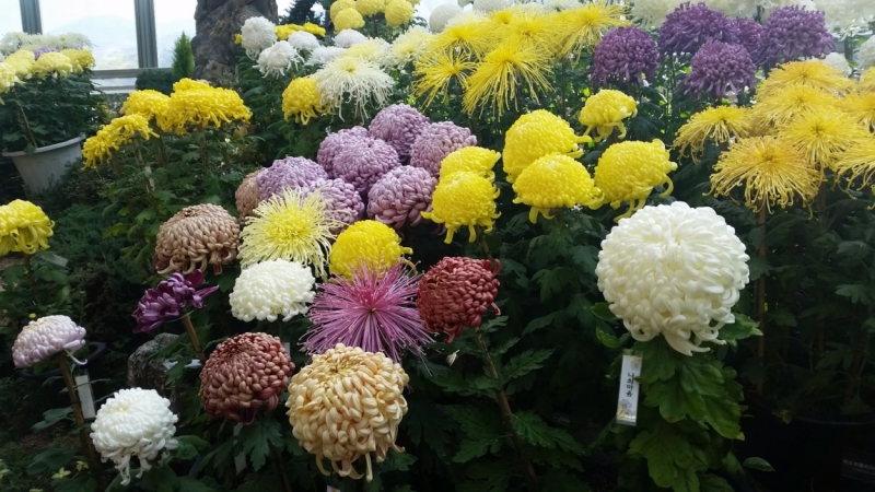 Южная Корея. Чеджу-Пусан-Кёнджу-Сеул 26 октября- 8 ноября 2015