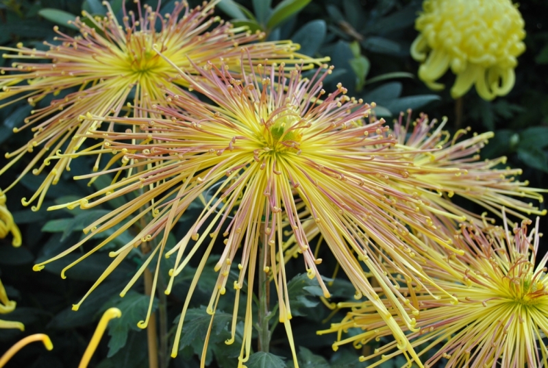 Южная Корея. Чеджу-Пусан-Кёнджу-Сеул 26 октября- 8 ноября 2015