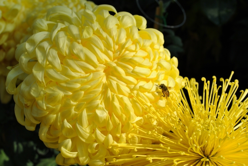 Южная Корея. Чеджу-Пусан-Кёнджу-Сеул 26 октября- 8 ноября 2015