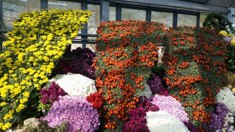 Южная Корея. Чеджу-Пусан-Кёнджу-Сеул 26 октября- 8 ноября 2015