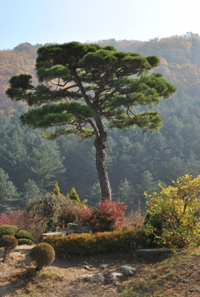 Южная Корея. Чеджу-Пусан-Кёнджу-Сеул 26 октября- 8 ноября 2015