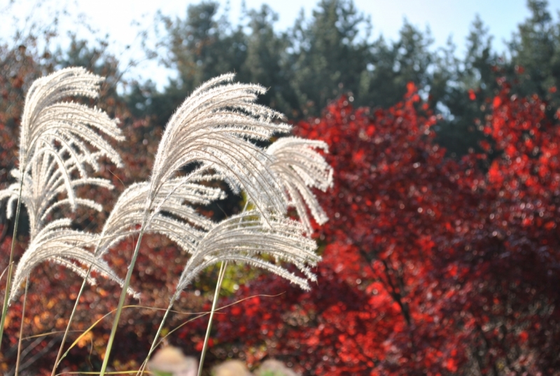 Южная Корея. Чеджу-Пусан-Кёнджу-Сеул 26 октября- 8 ноября 2015