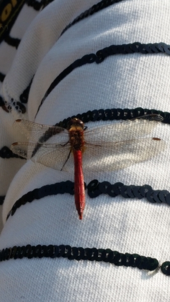 Южная Корея. Чеджу-Пусан-Кёнджу-Сеул 26 октября- 8 ноября 2015