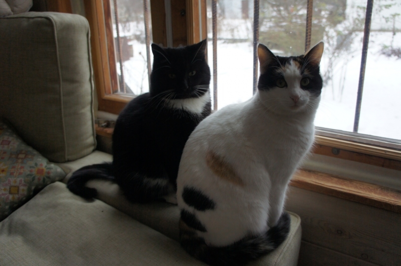 Поговорим о кошках36