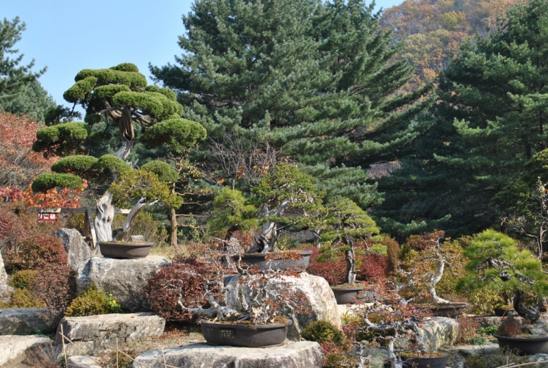 Южная Корея. Чеджу-Пусан-Кёнджу-Сеул 26 октября- 8 ноября 2015