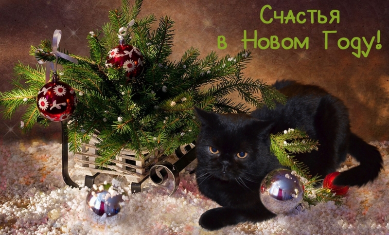 Поговорим о кошках36