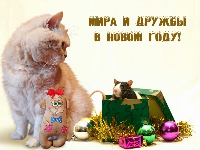 Поговорим о кошках36